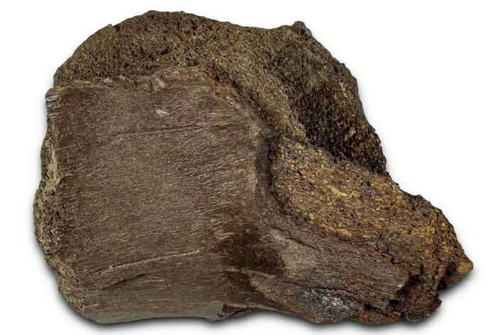 Fossil Ornithischian Dinosaur Bone Section - Montana #355181